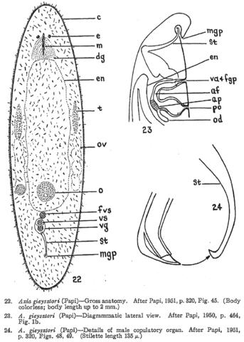 Axia gieysztori Fig 22-24.jpg