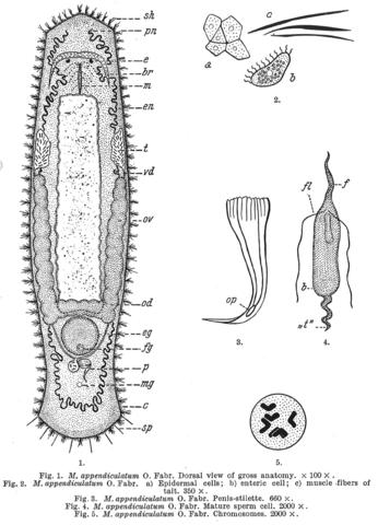 Macrostomum appendiculatum Fig 1-5.jpg