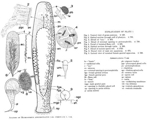 Macrostomum appendiculatum var stirewalti Fig 1-9.jpg