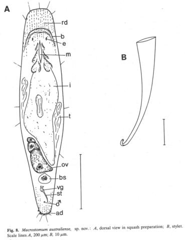 Macrostomum australiense Fig 8.jpg