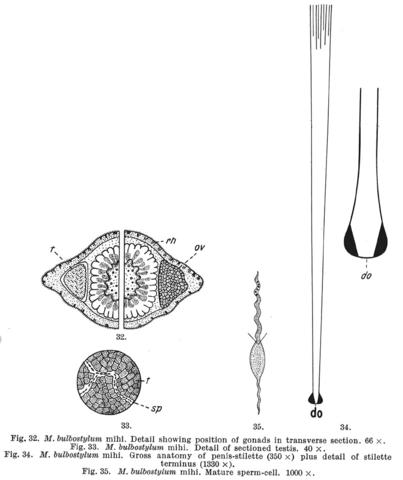 Macrostomum bulbostylum Fig 32-35.jpg