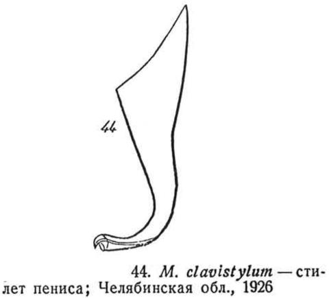 Macrostomum clavistylum Fig 44.jpg