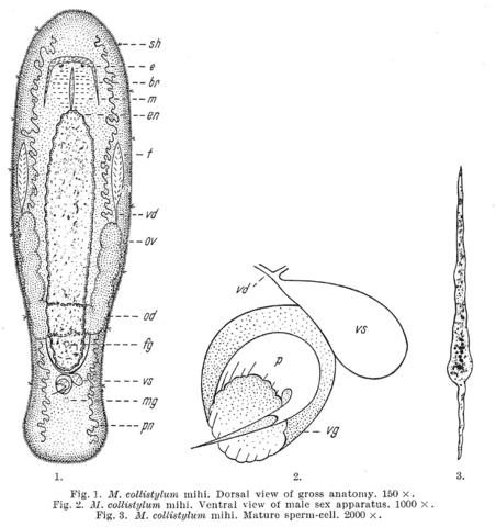 Macrostomum collistylum Fig 1-3.jpg