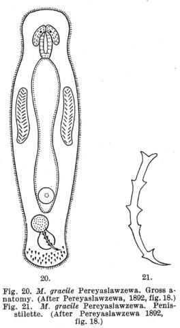 Macrostomum gracile Fig 20-21.jpg
