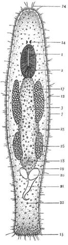 Macrostomum intermedium Pla 1 Fig 2.jpg