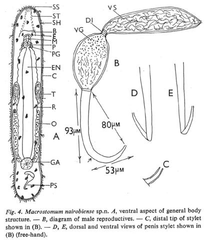 Macrostomum nairobiense Fig 4.jpg