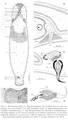 Macrostomum obelicis Fig 2.jpg