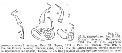 Macrostomum phytophilum Fig 31-36.jpg