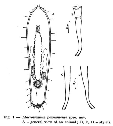Macrostomum poznaniense Fig 1.jpg