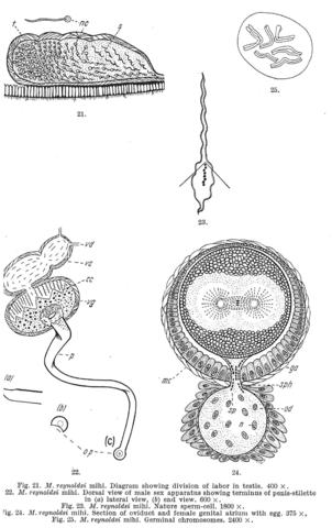Macrostomum reynoldsi Fig 21-25.jpg