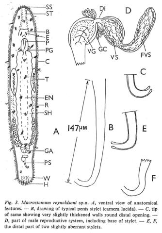 Macrostomum reynoldsoni Fig 3.jpg