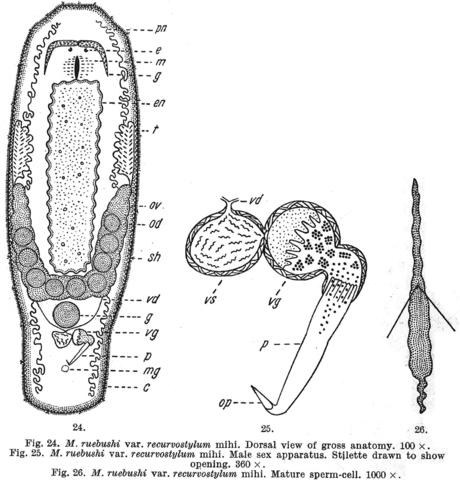 Macrostomum ruebushi var recurvostylum Fig 24-26.jpg