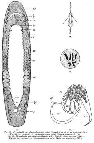 Macrostomum ruebushi var shenandoahensis Fig 27-30.jpg