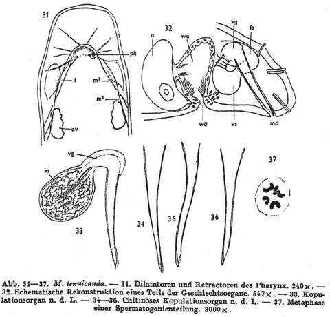 Macrostomum tenuicauda Fig 31-37.jpg
