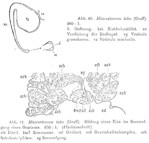 Macrostomum tuba Fig 40-41.jpg