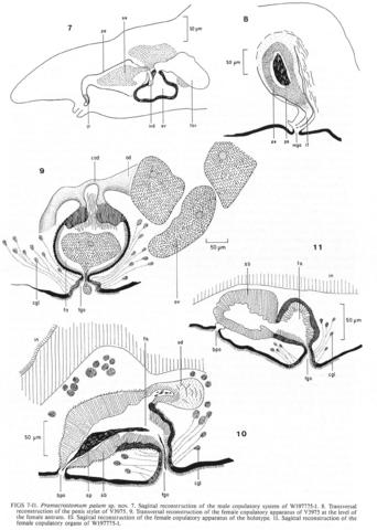Promacrostomum palum Fig 7-11.jpg