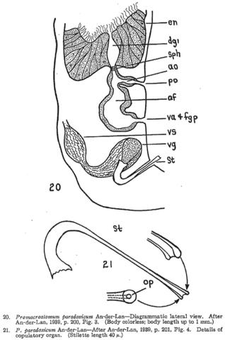 Promacrostomum paradoxicum Fig 20-21.jpg