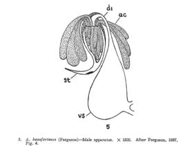 Archimacrostomum beaufortense Fig 5.jpg