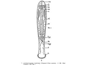 Archimacrostomum beaufortense Fig 7.jpg