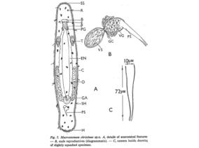 Macrostomum christinae Fig 5.jpg
