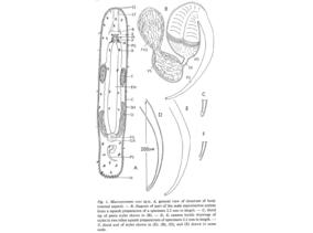Macrostomum coxi Fig 1.jpg