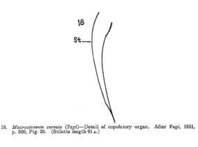 Macrostomum curvata Fig 18.jpg