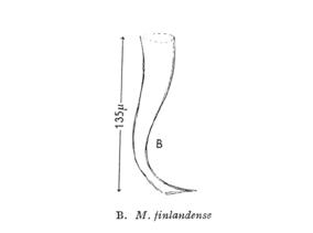 Macrostomum finlandense Fig 17b.jpg