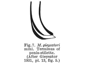 Macrostomum gieysztori Fig 7.jpg