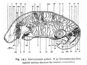Macrostomum goharii Fig 4.jpg