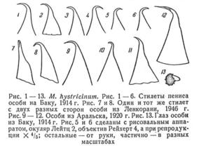 Macrostomum hystricinum Fig 1-13.jpg