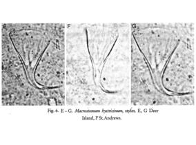 Macrostomum hystricinum Fig 6e-g.jpg
