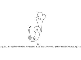 Macrostomum infundibuliferum Fig 23.jpg