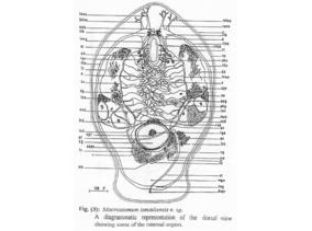 Macrostomum ismailiensis Fig 3.jpg