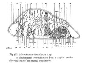 Macrostomum ismailiensis Fig 5.jpg