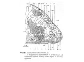 Macrostomum ismailiensis Fig 7.jpg