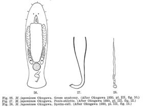 Macrostomum japonicum Fig 26-28.jpg