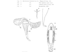 Macrostomum kawamurai Fig 6-9.jpg