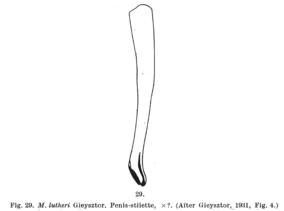 Macrostomum lutheri Fig 29.jpg