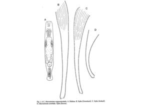 Macrostomum magnacurvituba Fig 1.jpg