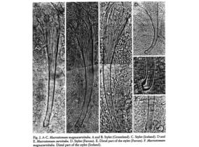 Macrostomum magnacurvituba Fig 2.jpg