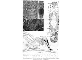 Macrostomum majesticis Fig 4.jpg