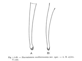 Macrostomum mediterraneum Fig 7AB.jpg