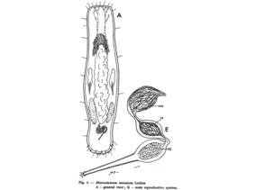Macrostomum minutum Fig 5.jpg