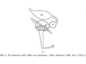 Macrostomum nassonovi Fig 6.jpg