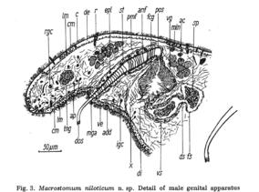 Macrostomum niloticum Fig 3.jpg