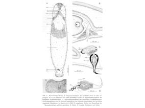 Macrostomum obelicis Fig 2.jpg