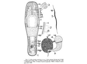 Macrostomum ontarioense Fig 1-5.jpg