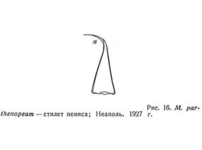 Macrostomum parthenopeum Fig 16.jpg