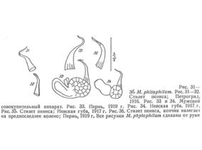 Macrostomum phytophilum Fig 31-36.jpg