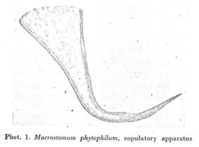 Macrostomum phytophilum.jpg